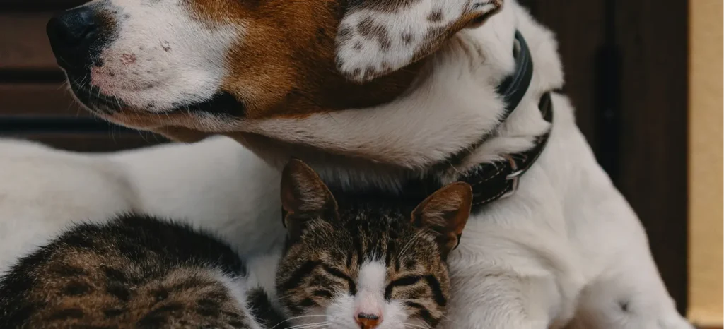 Pet Product Developers and Manufacturers